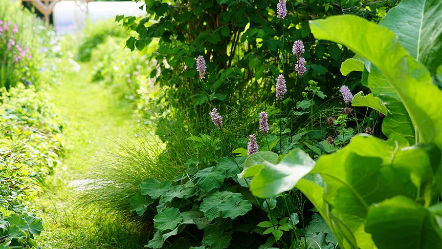 © Foto: Natur im Garten/ Leopold Mayrhofer Sabine Sladky-Meraner zeigt ihr ökologisches Paradies.
