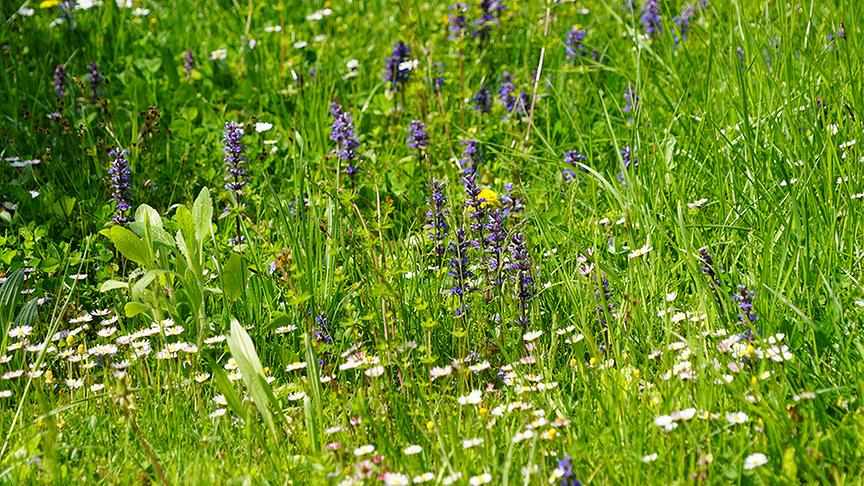 Der Garten von Susi Pammer.