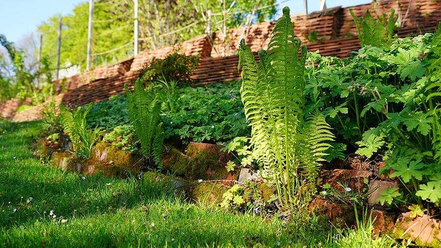 Der Garten von Susi Pammer.