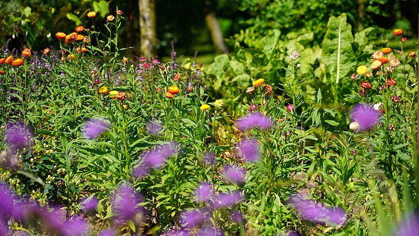 © Natur im Garten/ Leopold Mayrhofer Im Garten von Tamara Holzer