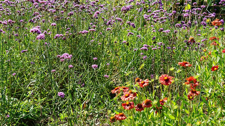 © Natur im Garten/ Leopold Mayrhofer Im Garten von Tamara Holzer