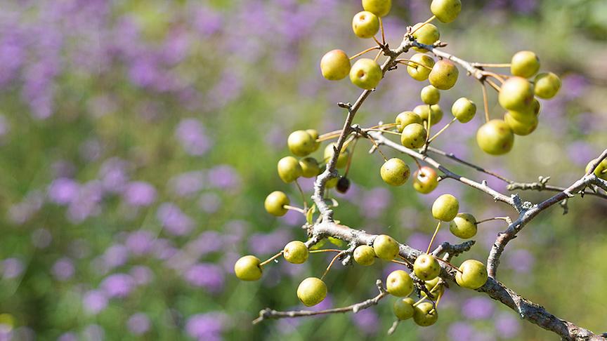 © Natur im Garten/ Leopold Mayrhofer Im Garten von Tamara Holzer