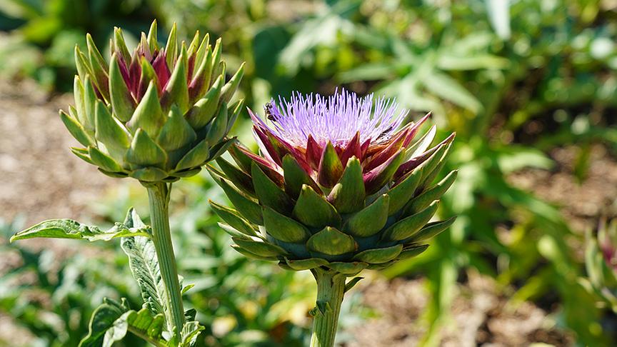 © Natur im Garten/ Leopold Mayrhofer Im Garten von Tamara Holzer