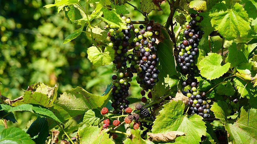 © Natur im Garten/ Leopold Mayrhofer Im Garten von Tamara Holzer