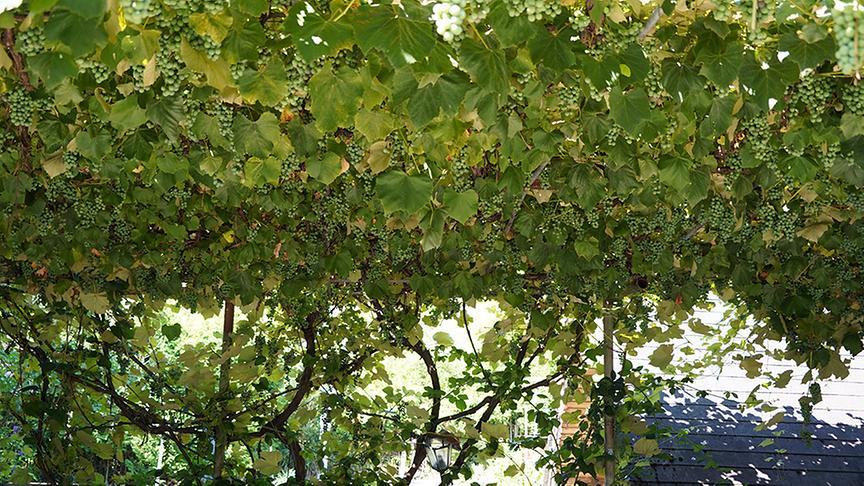 © Natur im Garten/ Leopold Mayrhofer Im Garten von Tamara Holzer