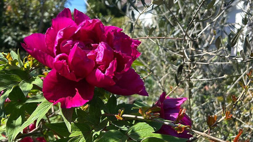 © Foto: Ralph Huber-Blechinger Im Garten von Thomas Amersberger