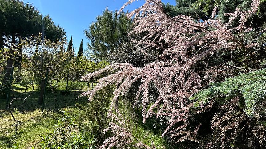 © Foto: Ralph Huber-Blechinger Im Garten von Thomas Amersberger