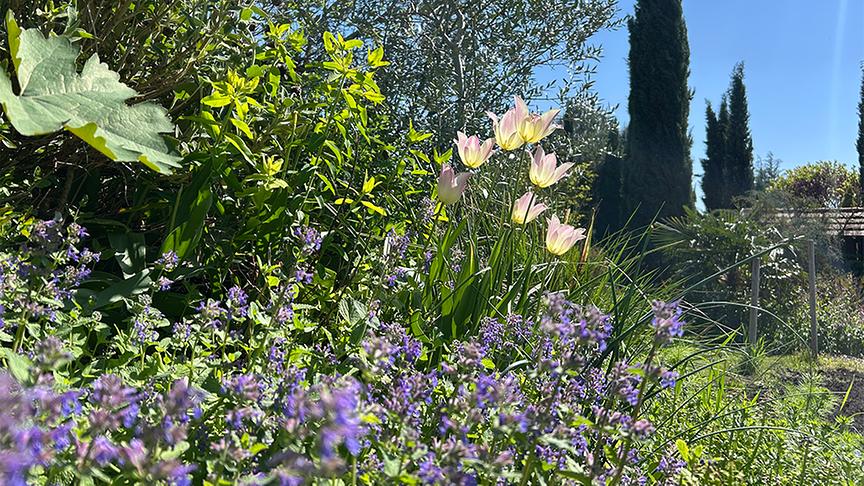 Im Garten von Thomas Amersberger