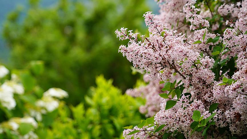 © Natur im Garten/ Leopold Mayrhofer Zu Besuch im Garten von Till Jelitto