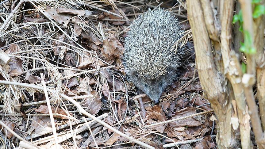 © Leopold Mayrhofer/Natur im Garten Zu Besuch im Upcycling-Garten von Tina und Martin Perina