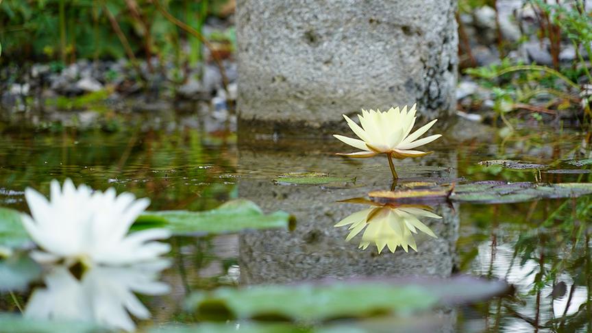 © Leopold Mayrhofer/Natur im Garten Zu Besuch im Upcycling-Garten von Tina und Martin Perina
