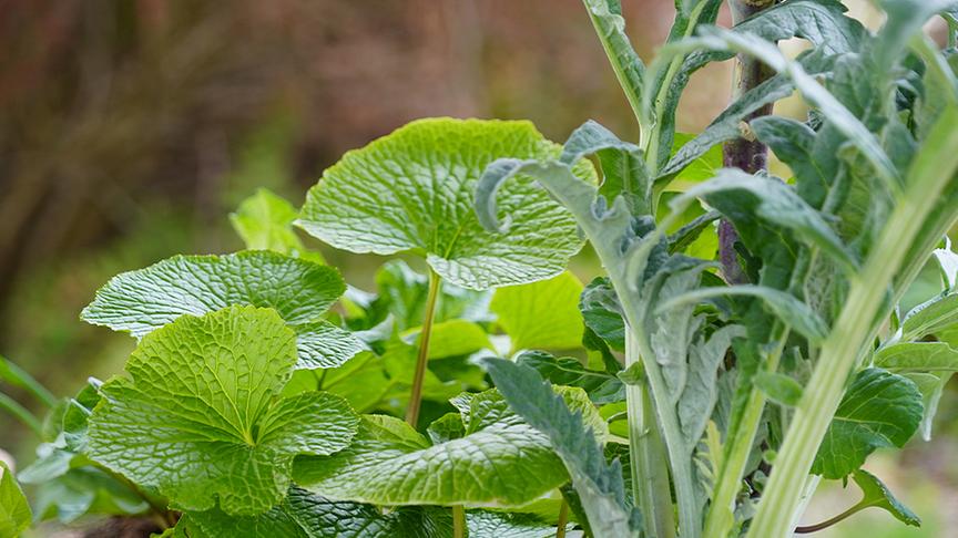 © Natur im Garten/ Leopold Mayrhofer Karl Ploberger stellt Gemüseraritäten vor.