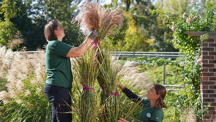 Die Gräsermeer-Garten auf der Garten Tulln
