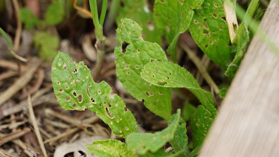 © Natur im Garten/ Leopold Mayrhofer Löcher in Jungpflanzen