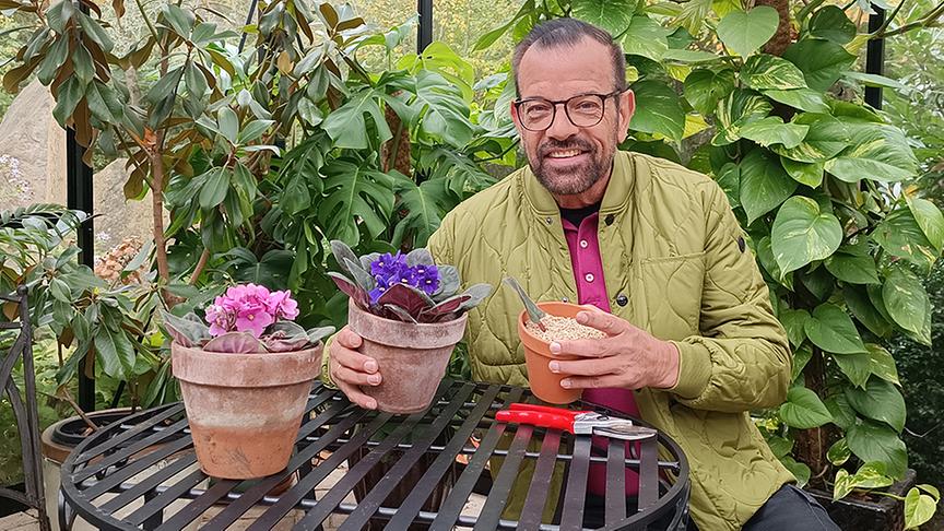 © Foto: Natur im Garten/ Leopold Mayrhofer Karl Ploberger mit bunten Christrosen (Helleborus niger)