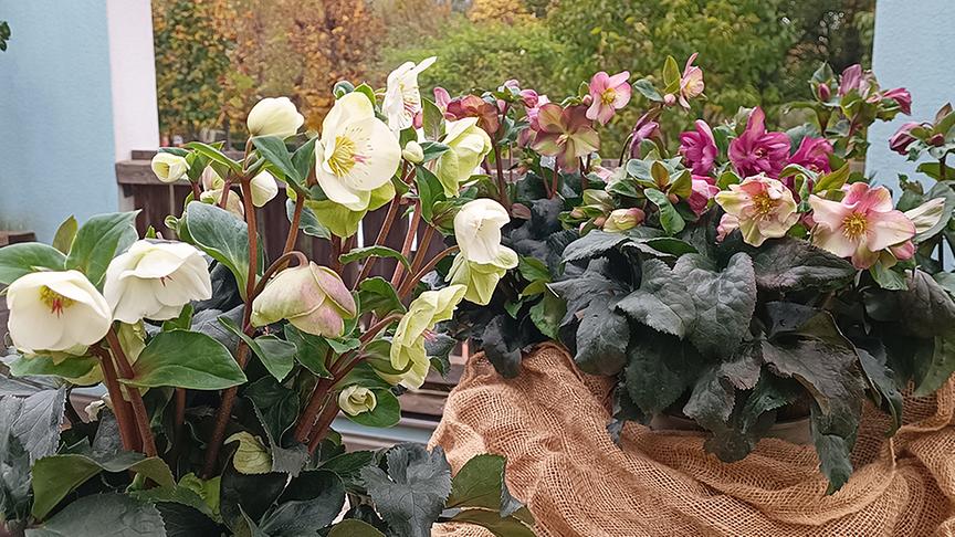 © Foto: Natur im Garten/ Leopold Mayrhofer Weiße und rosafarbene Christrosen (Helleborus niger)