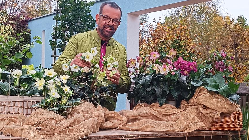 Karl Ploberger zeigt unterschiedliche Sorten der Christrose