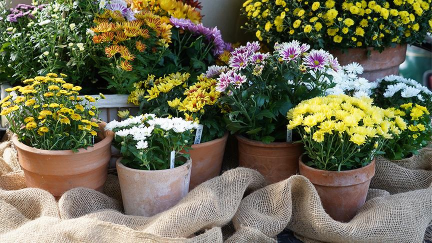 Karl Ploberger stellt die Chrysantheme vor