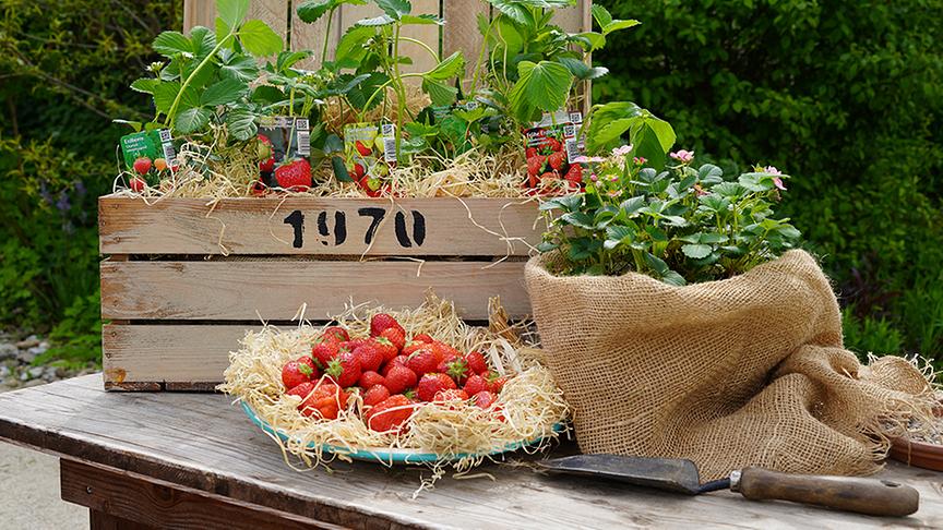 © Natur im Garten/ Leopold Mayrhofer Karl Ploberger zum Thema "Erdbeeren"