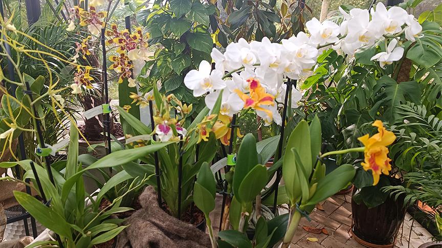 © Foto: Natur im Garten/ Leopold Mayrhofer Karl Ploberger stellt Orchideensorten vor.