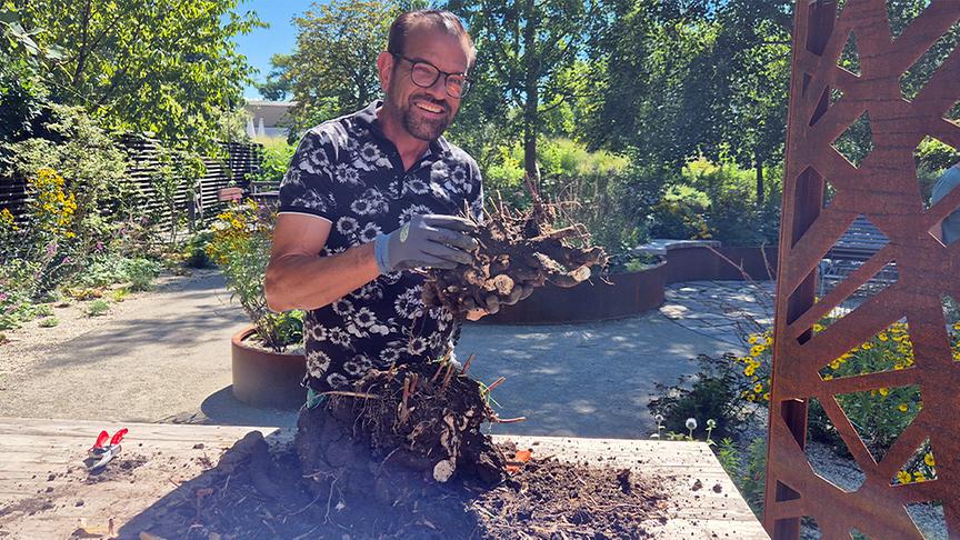 Karl Ploberger erklärt, wie man Pfingstrosen richtig teilt
