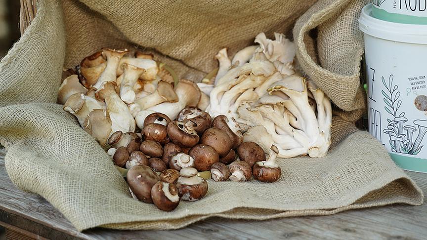 Karl Ploberger zeigt, wie Pilz-Fertigkulturen funktionieren.