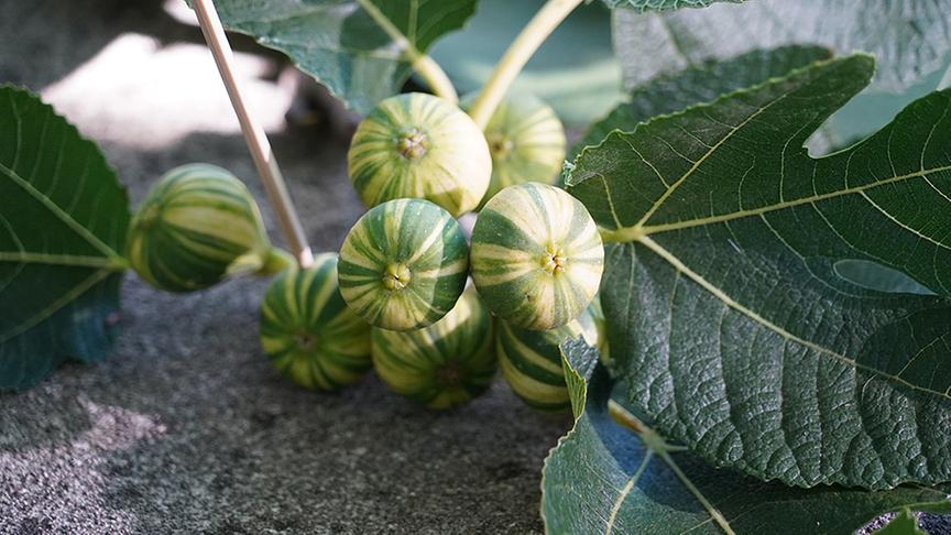 © Leopold Mayrhofer/Natur im Garten  Karl Ploberger gibt Tipps für die Feigenzucht
