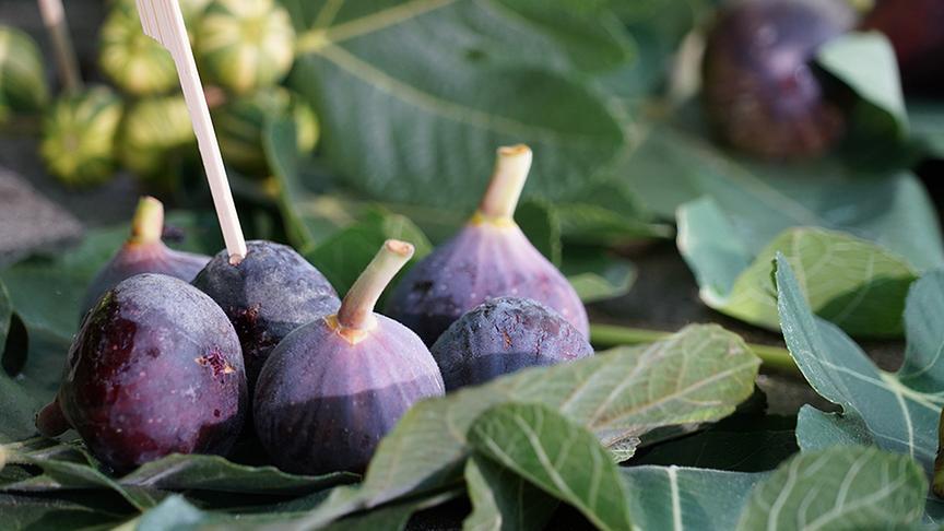 © Leopold Mayrhofer/Natur im Garten  Karl Ploberger gibt Tipps für die Feigenzucht