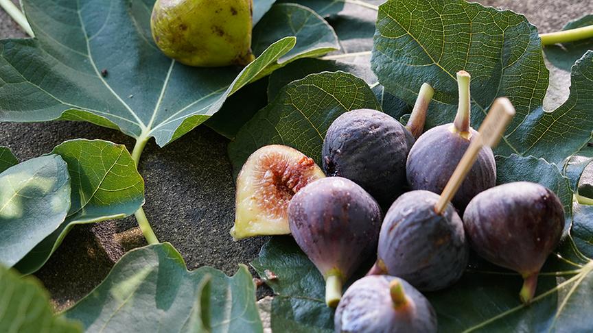 © Leopold Mayrhofer/Natur im Garten  Karl Ploberger gibt Tipps für die Feigenzucht