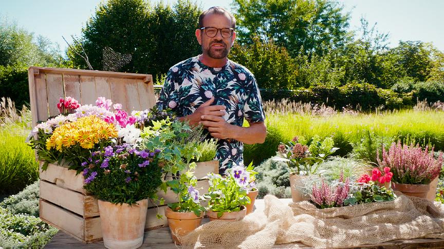 Karl Ploberger präsentiert Herbstblumen