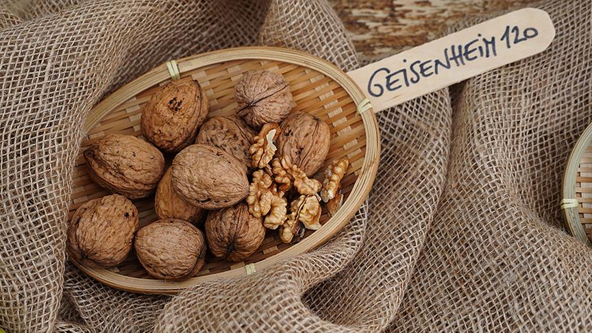 Karl Ploberger stellt Nussorten vor. Im Bild: Sorte Geisenheim 120