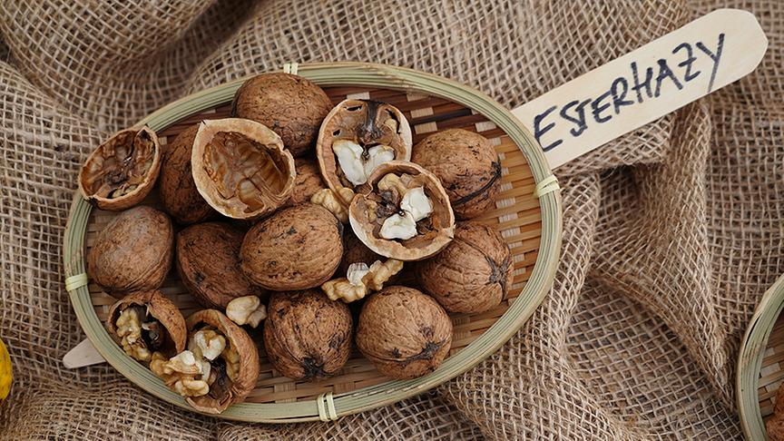 Karl Ploberger stellt Nussorten vor. Im Bild: Sorte Esterhazy