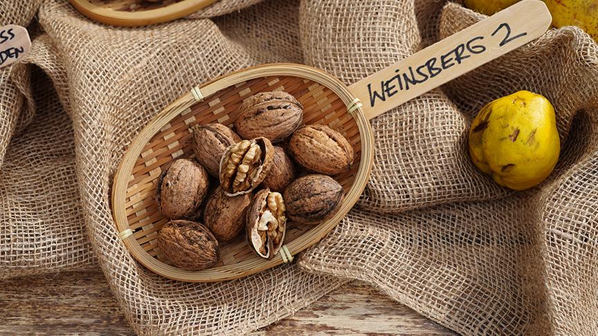 Karl Ploberger stellt Nussorten vor. Im Bild: Sorte Weinsberg 2