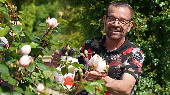 © Foto: Leopold Mayrhofer/ Natur im Garten Karl Ploberger hat Tipps für die Rosenpflege