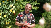 Karl Ploberger hat Tipps für die Rosenpflege