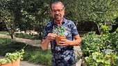 Karl Ploberger stellt den Efeu vor.