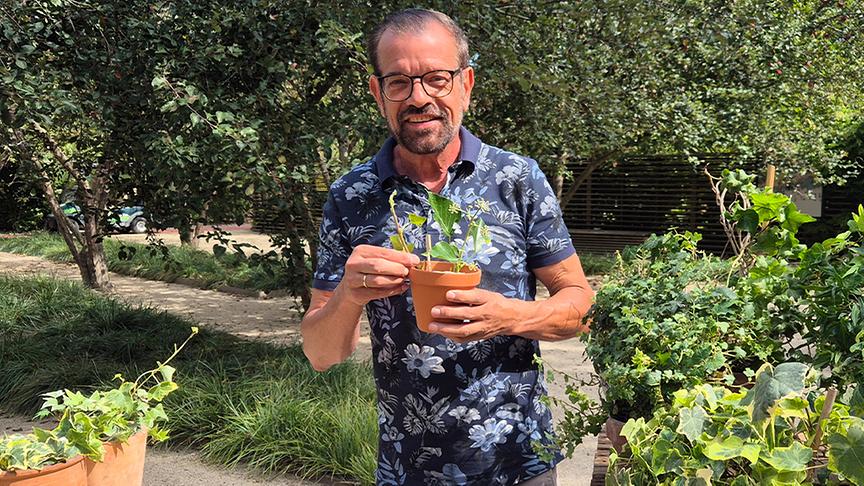 Karl Ploberger stellt den Efeu vor.