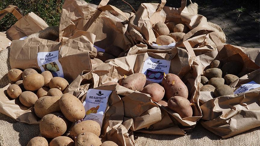 Karl Ploberger erklärt, wie man Erdäpfel anpflanzt.