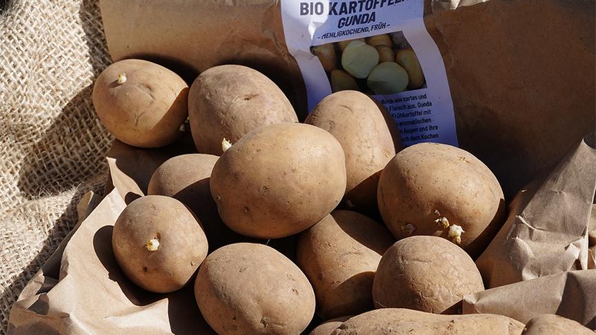 Karl Ploberger erklärt, wie man Erdäpfel anpflanzt.