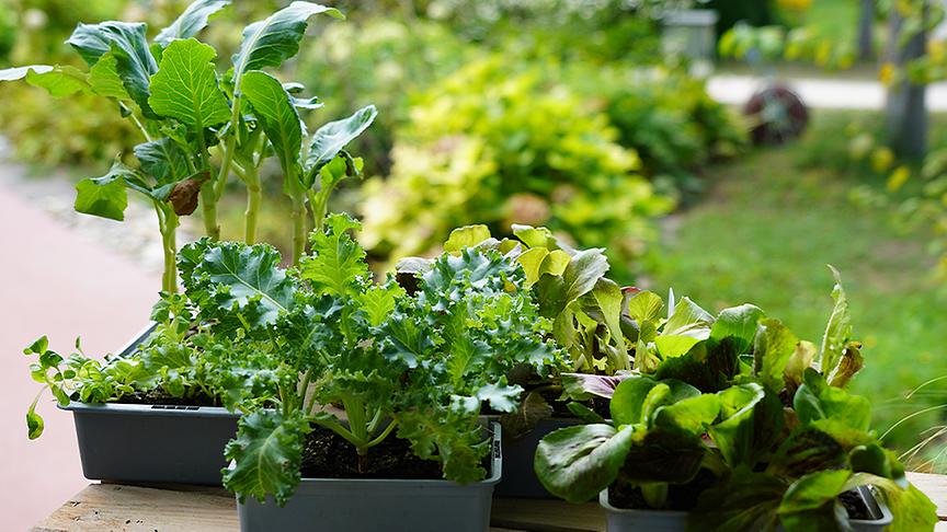 Asia-Salate, Spinat, Feldsalat oder Pak Choi können Sie jetzt für die Winterernte anpflanzen.