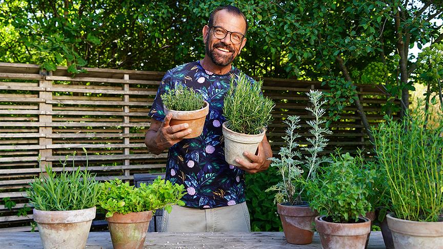 Karl Ploberger stellt trockenheitsverträgliche Sommerkräuter vor.