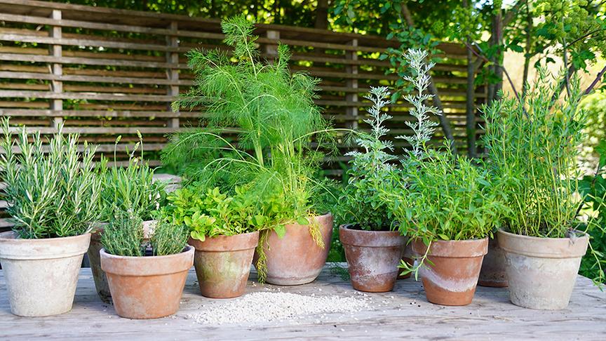 Hitze- und trockenheitsverträgliche Sommerkräuter