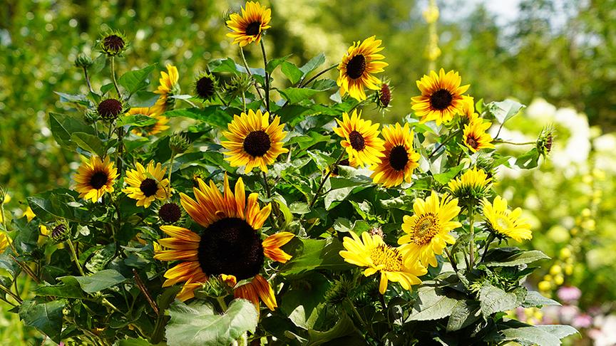 Karl Ploberger stellt die Sonnenblume vor