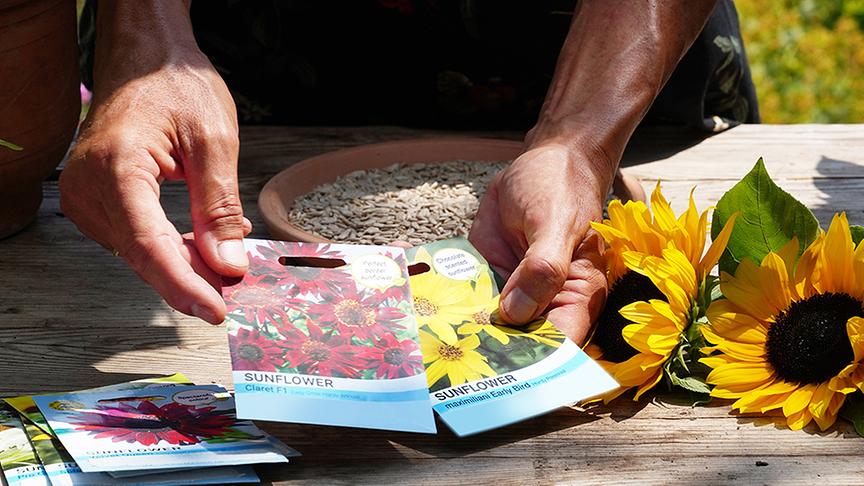 Karl Ploberger stellt die Sonnenblume vor