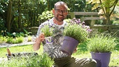 Karl Ploberger gibt Tipps rund um den Lavendel