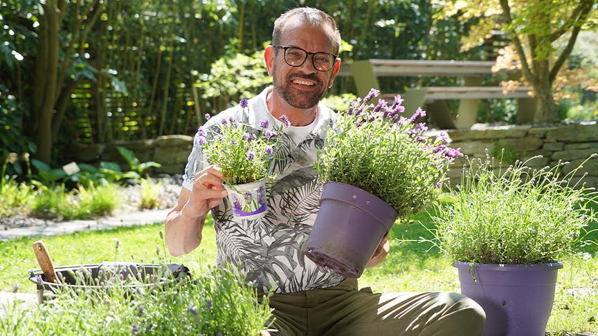 Karl Ploberger gibt Tipps rund um den Lavendel