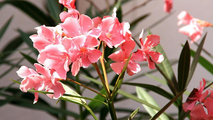 © Unsplash (Beispielfoto) Blühender Oleander