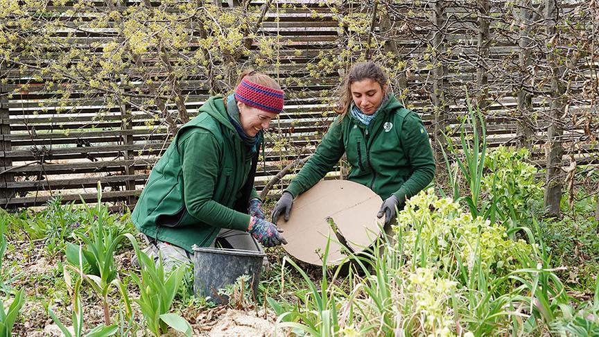 © Natur im Garten/ Leopold Mayrhofer Die Gärtnerinnen der Garten Tulln setzen Wildsträucher