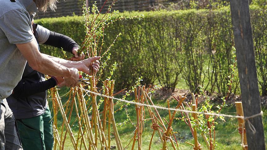 © Foto: Natur im Garten/ Leopold Mayerhofer So wird ein Weidenzaun gebaut.