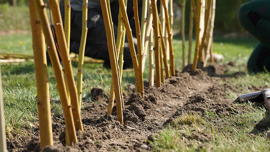 © Foto: Natur im Garten/ Leopold Mayerhofer So wird ein Weidenzaun gebaut.